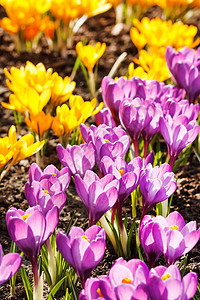 春花红花花园花瓣紫色黄色季节植物园艺图片