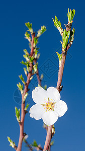 鲜枝上的白春花图片