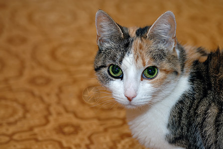 猫类肖像头发哺乳动物胡须绿色宏观鼻子小猫猫科毛皮宠物图片