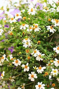 漂亮的鲜花植物季节雏菊母亲白色园艺展示花园花盆绿色图片