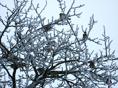 树上满是麻雀的羊群蓝色季节雪堆天空阴影饲料生活空气天堂木头图片