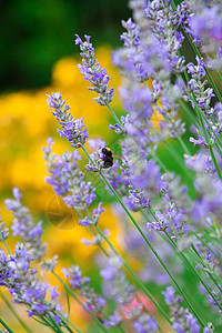 熏衣草花场地植物紫色生长植物学衬套花园薰衣草黄色文化图片