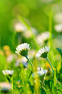 Daisy 字段场地香味天堂阳光美丽草地雏菊花园季节洋甘菊图片