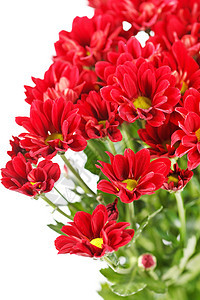 菊花花植物季节绿色花朵菊花红色树叶花束花园雏菊图片