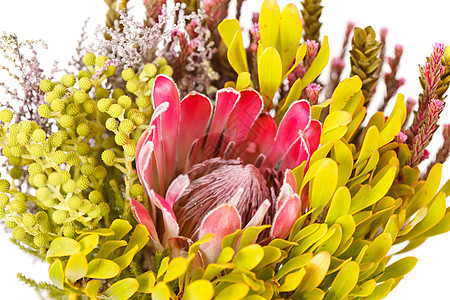 性质背景生日植物学异国花瓣植物情调宏观植物群黄色婚礼图片