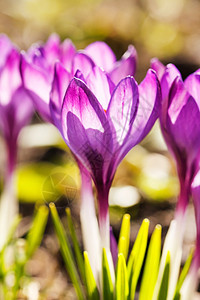 春花园艺植物花园黄色花瓣紫色红花季节图片