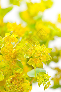 黄色花朵花园花瓣生长植物学植物群植物礼物宏观美丽图片