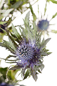 异国尖花绿色蓝色草本植物荒野多刺植物群植物杂草照片树叶图片