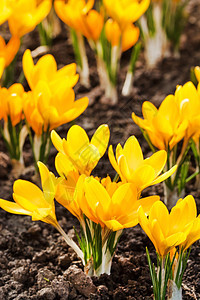 春花花园紫色花瓣园艺季节植物黄色红花图片
