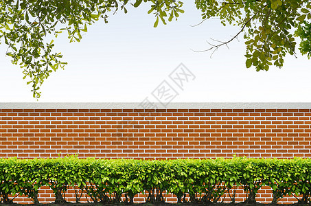 蓝天背景的灌木和砖栅栏建筑学树篱砖墙绿色衬套天空叶子图片