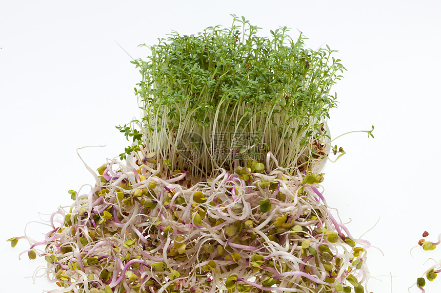 白色背景上新鲜的紫花芽和丝质粮食蔬菜生活沙拉香气水芹食欲谷物厨房饮食图片