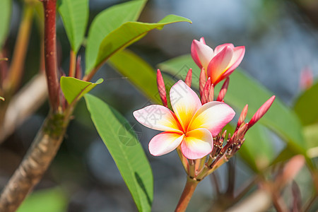 热带花花枝花瓣香味茉莉花绿色植物植物学植物美丽叶子鸡蛋花花束背景图片