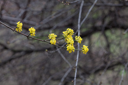 树枝上含黄花的鲜绿叶子季节文化植物学水果宏观植物群植物生长花瓣图片