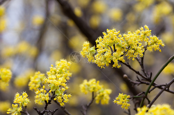 树枝上含黄花的鲜绿叶子水果生长宏观晴天季节植物学文化天空摄影图片