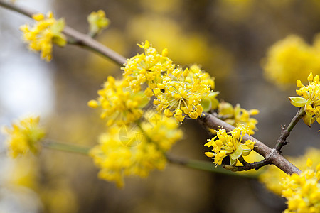 树枝上含黄花的鲜绿宏观生长阳光植物学植物群叶子水果天空季节植物图片