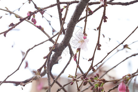 花朵在樱花枝上盛开的花朵文化植物群摄影水果生长宏观蓝色季节晴天生活图片