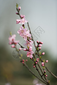 粉红桃花花花瓣树干叶子蜜蜂生长植物群天空粉色图片