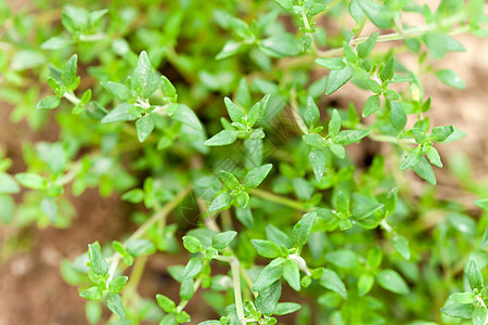 新鲜绿色百草新药草多叶草本植物香料小枝味道蔬菜树叶生长植物百里香图片