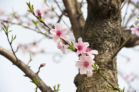 粉红桃花花天空生长植物群树干叶子粉色花瓣图片