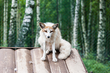 白色狐狸照片动物爪子文章毛皮苔原哺乳动物野生动物荒野生物尾巴图片