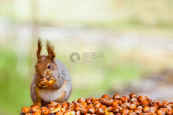 Squirell吃坚果的照片动物荒野好奇心毛皮地面爪子尾巴锥体种子松树图片