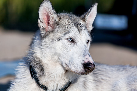 照片来自Hussky狗运动正方形动物宠物毛皮犬类白色眼睛相机哺乳动物图片