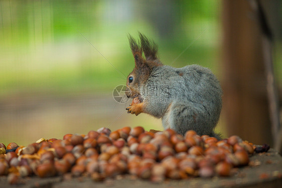 Squirell吃坚果的照片树干荒野橡子地面栗鼠森林毛皮种子棕色尾巴图片