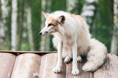 白色狐狸照片哺乳动物动物犬类荒野文章苔原尾巴爪子生物野生动物图片