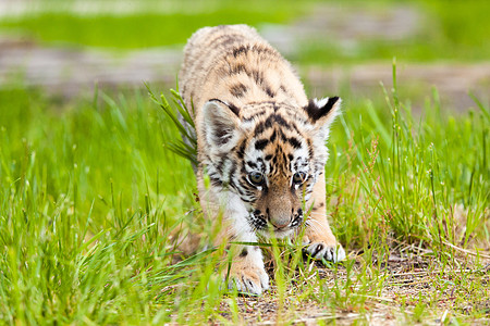 婴儿老虎肖像猎人危险打猎眼睛橙子条纹捕食者丛林食肉动物图片