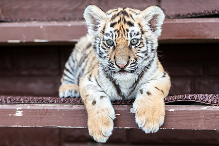 婴儿老虎肖像野猫猎人眼睛丛林打猎野生动物动物危险橙子条纹图片