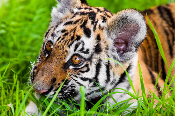婴儿老虎肖像野生动物危险野猫丛林眼睛动物动物园橙子猫科动物荒野图片