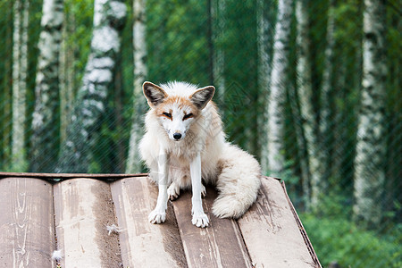 白色狐狸照片毛皮苔原野生动物尾巴文章动物生物犬类爪子哺乳动物图片