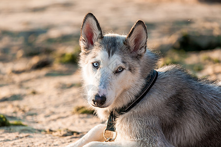 照片来自Hussky狗犬类白色眼睛相机运动宠物动物哺乳动物雪橇正方形图片