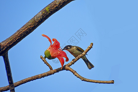 卡波克人和鸟环境植物环保花园食物鸟类木棉树木红色松鼠图片
