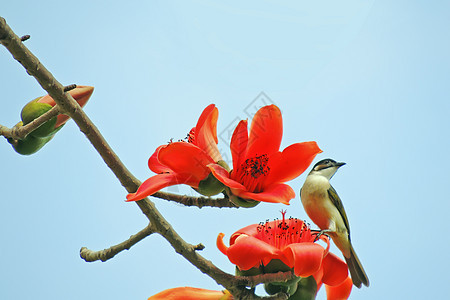 卡波克人和鸟红色植物木棉食物环保花园花朵树木松鼠鸟类图片