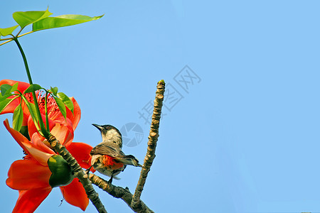 卡波克人和鸟树木花朵热带环境植物红色环保天空松鼠花园图片