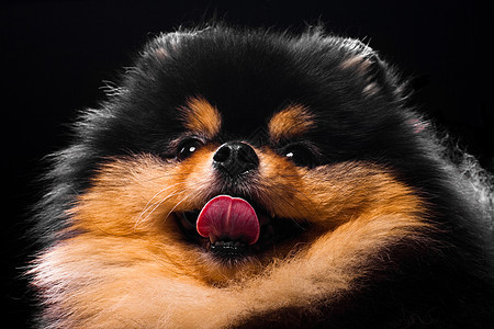 排泄物小狗的肖像毛皮犬类动物宠物图片