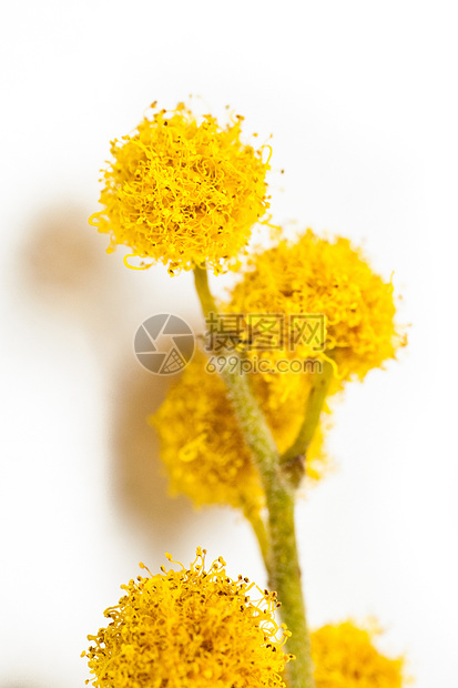 黄花在树枝上开花花粉含羞草绿色植物群植物黄色叶子白色图片