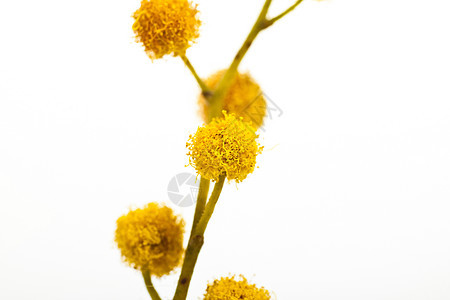 黄花在树枝上开花叶子植物群花粉含羞草植物白色绿色黄色图片