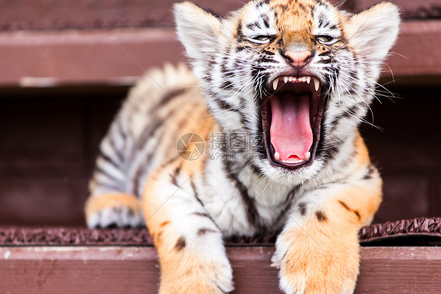 婴儿老虎肖像野生动物捕食者毛皮荒野打猎野猫哺乳动物危险橙子动物园图片
