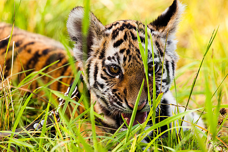 婴儿老虎肖像荒野动物猫科动物眼睛打猎动物园哺乳动物橙子毛皮野生动物图片