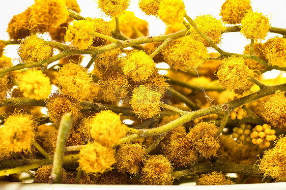 黄花在树枝上开花绿色叶子白色含羞草花粉黄色植物植物群图片