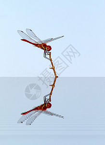 法国迦马格 法国卡马尔格花园蜻蜓蓝色眼睛生活反射翅膀枝条动物群公园图片