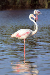 骄傲的flamingo图片