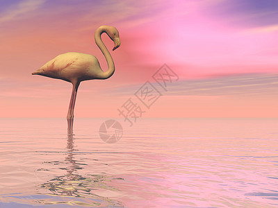 和平的Falmingo3D铸造羽毛野生动物日落荒野粉色插图火烈鸟白色海洋反射图片