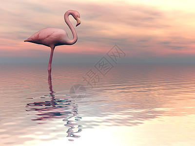 和平的Falmingo3D铸造红色粉色玫瑰白色火烈鸟反射插图天空羽毛动物群图片