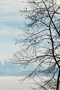冬树和雾边的阿尔卑斯山图片