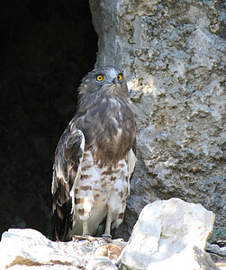 鹰的黄眼石头翅膀野生动物羽毛生物猎人黄色掠夺性脊椎动物眼睛图片