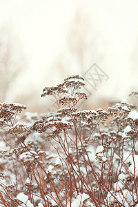 积雪中的植物白色雪花奶牛天气温度冻结季节调子宏观植物群图片