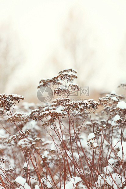 积雪中的植物白色雪花奶牛天气温度冻结季节调子宏观植物群图片